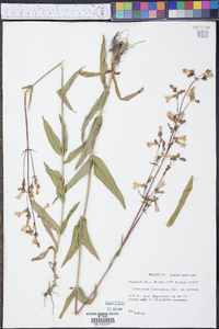 Penstemon laevigatus image