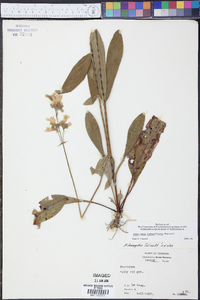 Penstemon tubaeflorus image