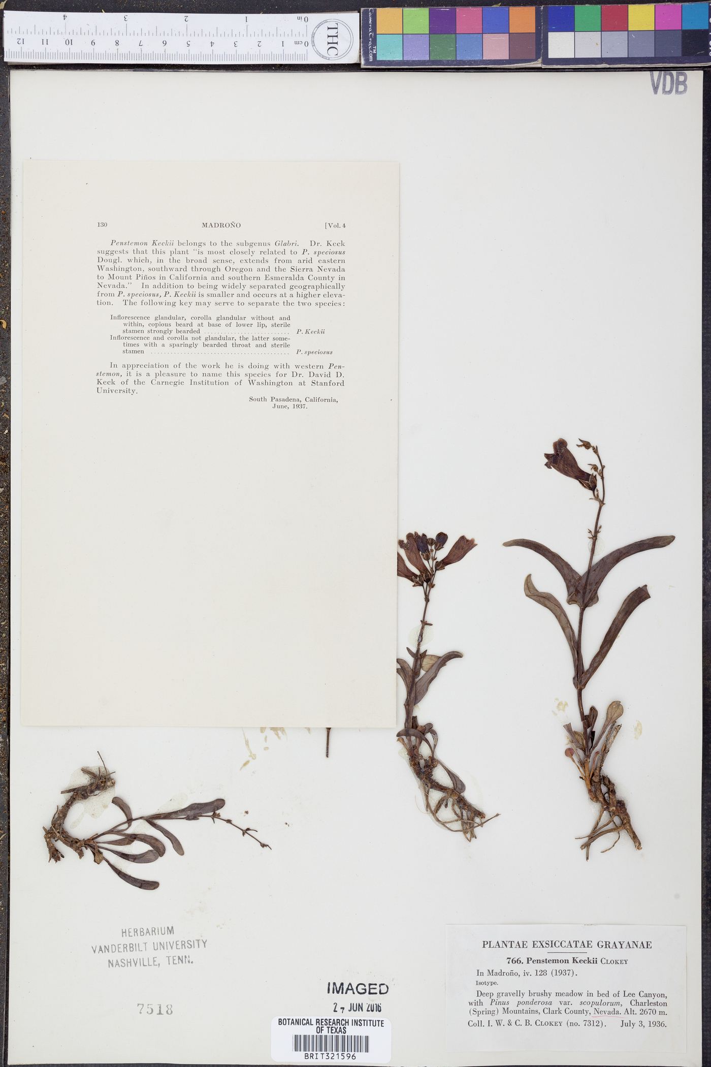 Penstemon leiophyllus var. keckii image