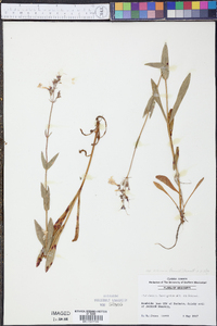 Penstemon laevigatus subsp. alluviorum image