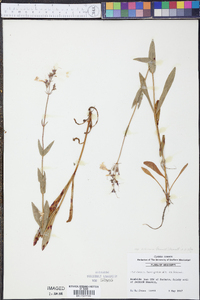 Penstemon laevigatus image