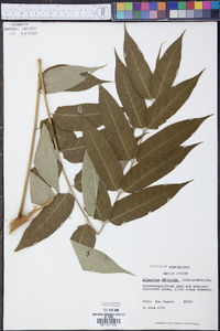 Ailanthus altissima image