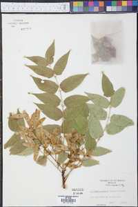 Ailanthus altissima image