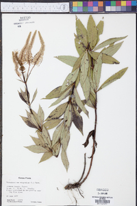 Veronicastrum virginicum image