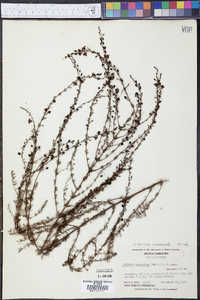 Seymeria cassioides image