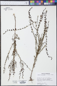 Seymeria cassioides image
