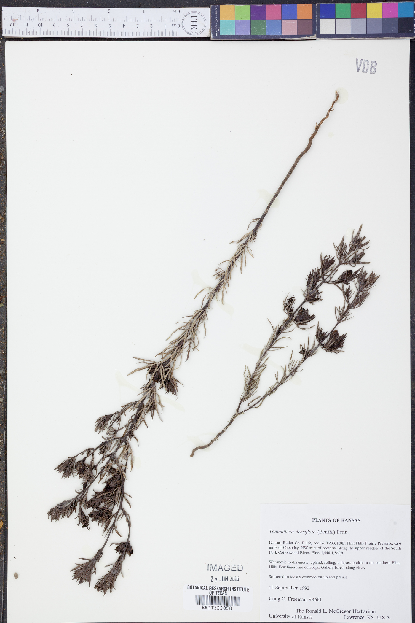 Tomanthera densiflora image