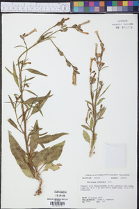 Nicotiana attenuata image