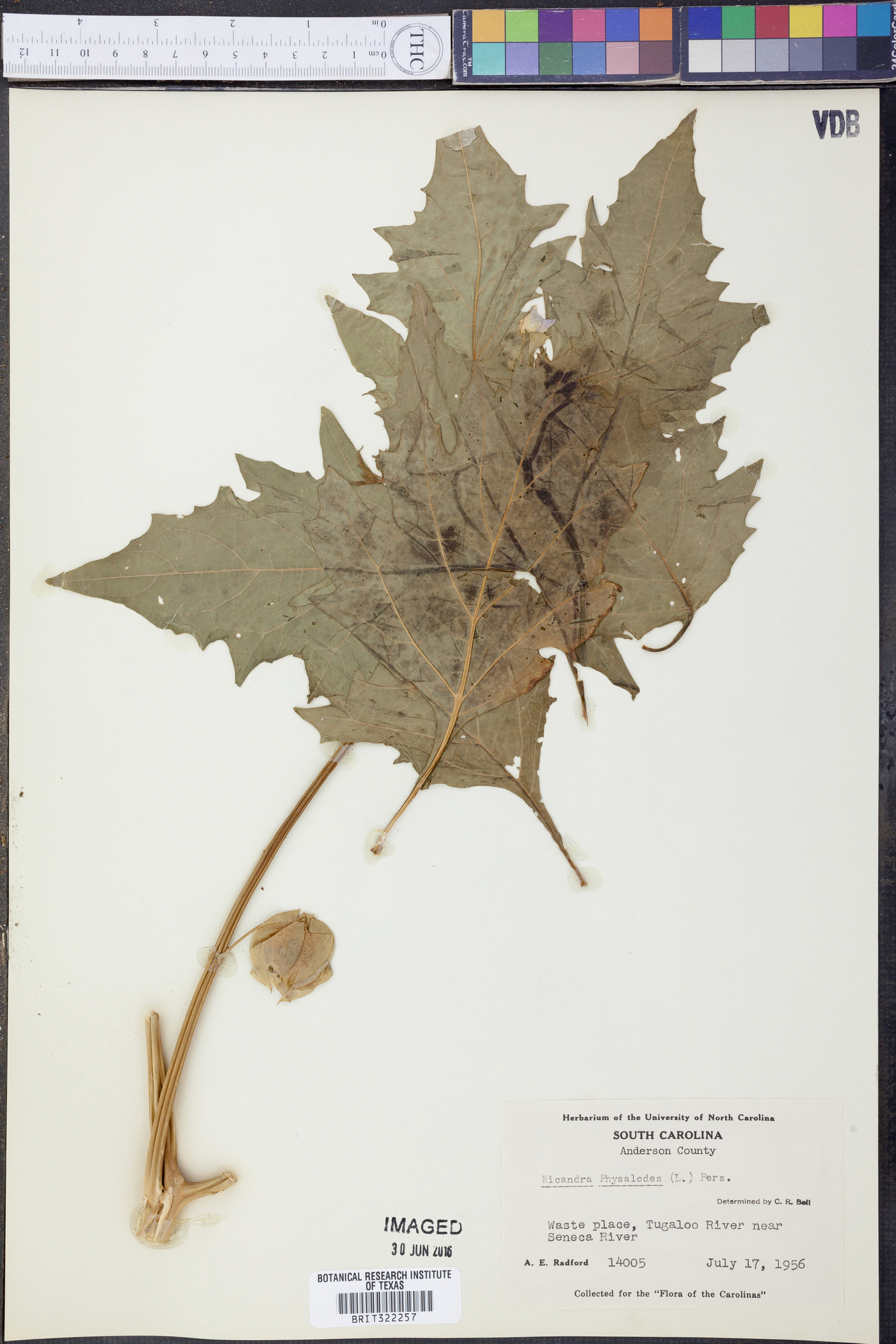 Nicandra physalodes image