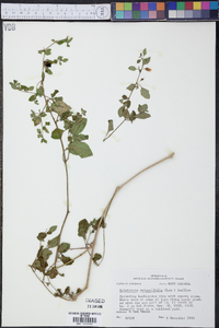 Salpichroa origanifolia image