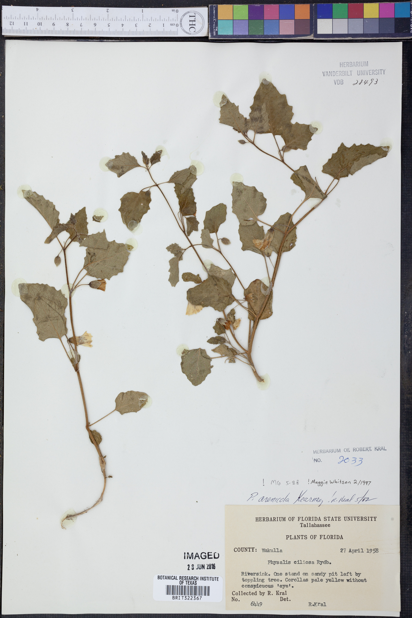 Physalis arenicola image