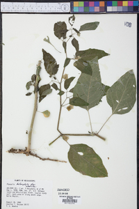 Physalis longifolia var. subglabrata image