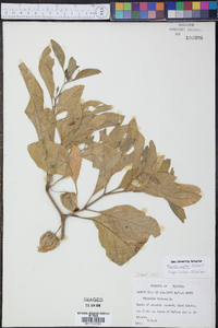 Physalis walteri image