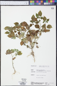 Physalis pubescens image