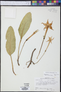 Jaborosa integrifolia image