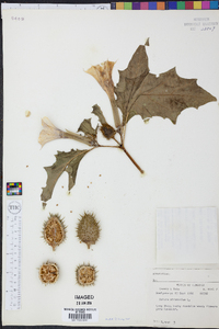 Datura stramonium image