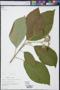 Solanum erianthum image