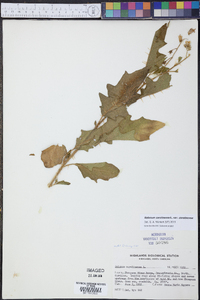 Solanum carolinense var. carolinense image