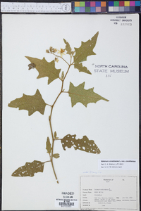 Solanum carolinense var. carolinense image