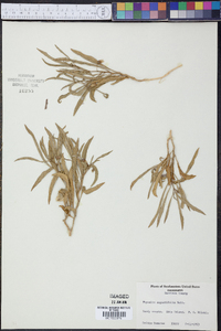 Physalis angustifolia image