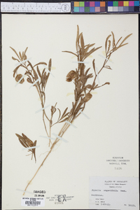 Physalis angustifolia image