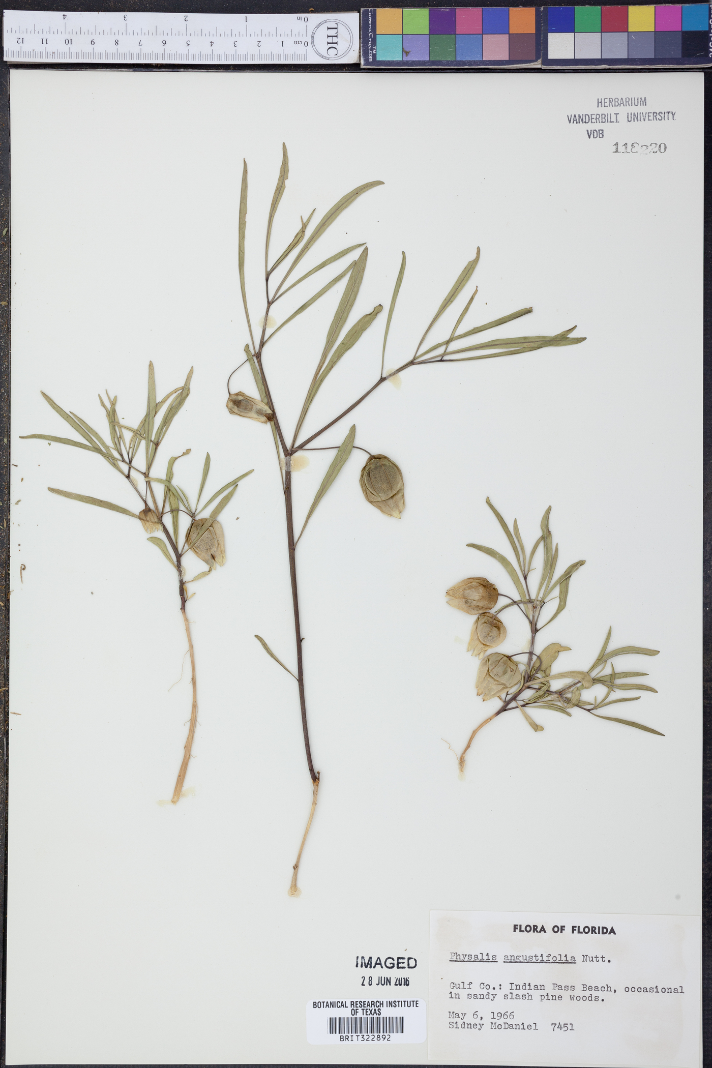Physalis angustifolia image