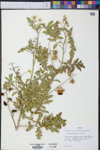 Solanum sisymbriifolium image