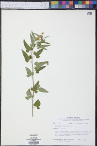 Solanum triquetrum image