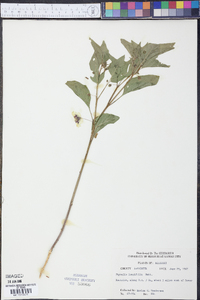 Physalis longifolia image