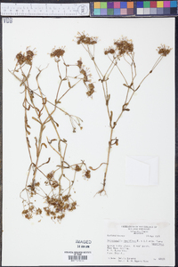Valerianella longiflora f. longiflora image