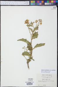 Solanum carolinense var. carolinense image