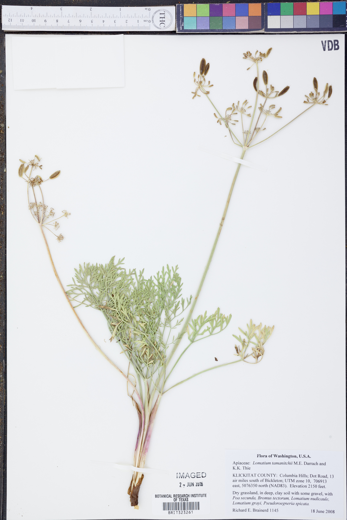 Lomatium tamanitchii image