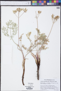 Lomatium tamanitchii image