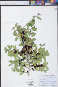 Ilex vomitoria image