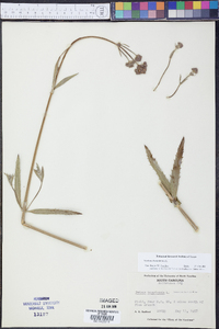 Verbena bonariensis image