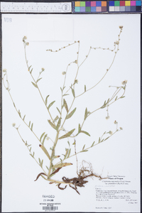 Cryptantha intermedia image