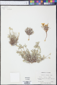 Cryptantha barbigera image