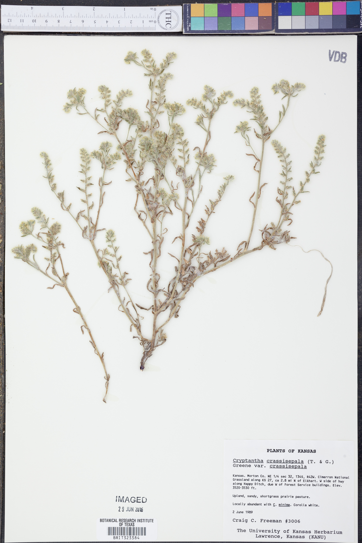 Cryptantha crassisepala var. crassisepala image