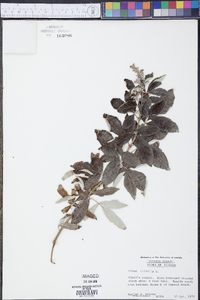 Vitex trifolia image