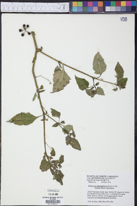 Solanum ptychanthum image