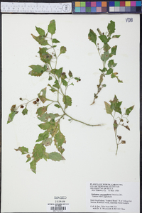 Solanum ptychanthum image