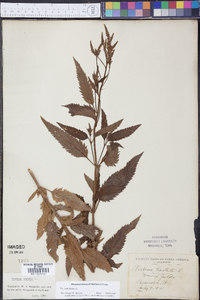 Verbena hastata image