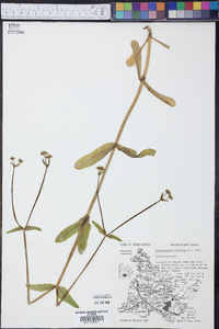 Valerianella locusta image