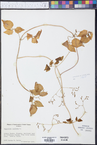 Valeriana scandens image