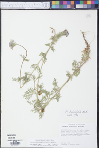 Glandularia bipinnatifida var. bipinnatifida image