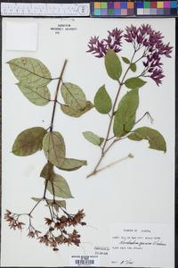 Clerodendrum speciosum image