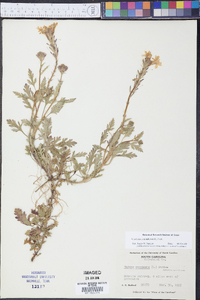 Verbena canadensis image