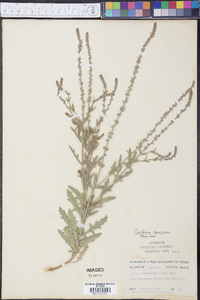 Verbena canescens image