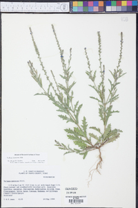 Verbena canescens image