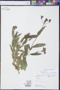 Verbena rigida image